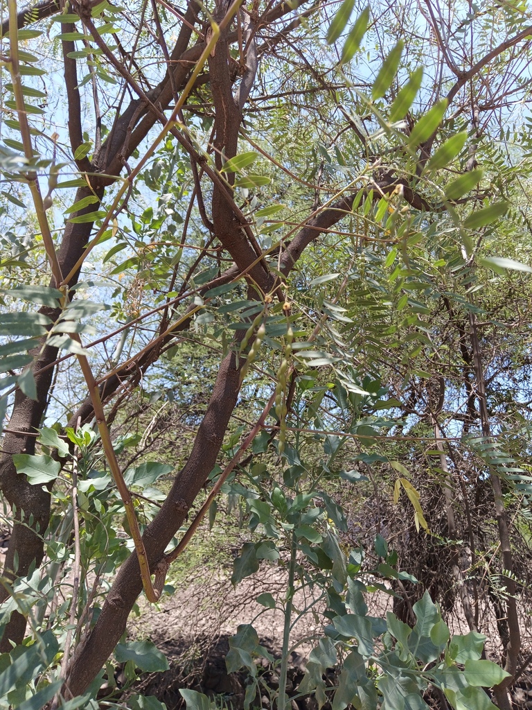 Sesbania longifolia DC. 3