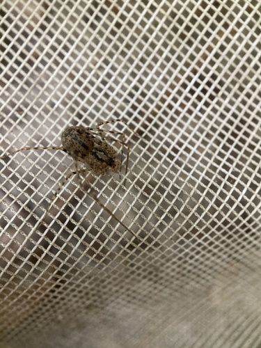 Chilean Tiger Spider photo 6