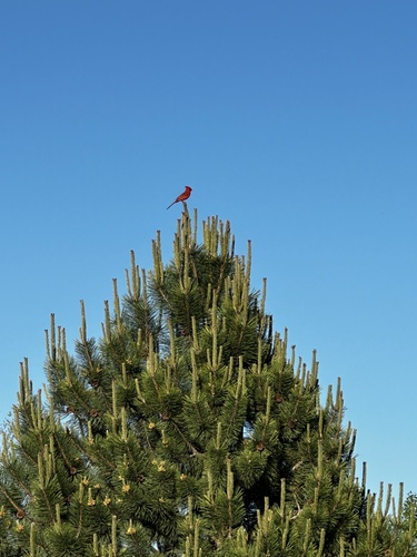 Northern Cardinal photographed in Kansas