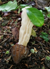 Morchella punctipes