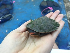 Australian Big-Headed Side-Necked Turtle photo 2
