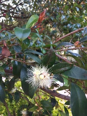 Syzygium paniculatum