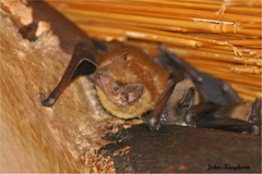 Scotophilus dinganii