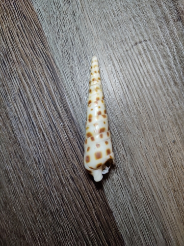 Terebra areolata observed 2024-04-29