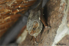 Taphozous mauritianus