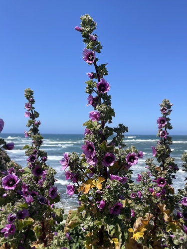 Tree Mallow