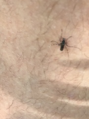 Aedes vexans