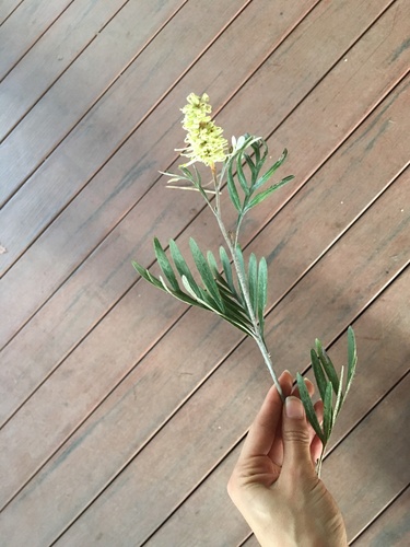Grevillea sessilis, photograph 2