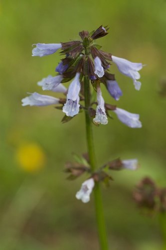 Salvia lyrata
