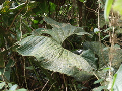 Anthurium bogotense