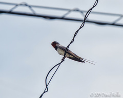 Hirundo rustica