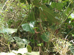 Anthurium bogotense