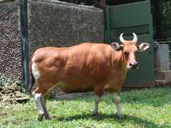 Bos javanicus
