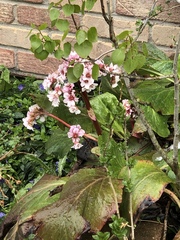 Bergenia crassifolia