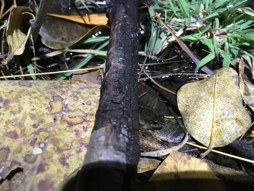 Bilingual Frog, Crinia bilingua