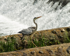 Ardea cinerea