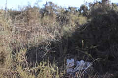 Aspalathus spinosa flavispina