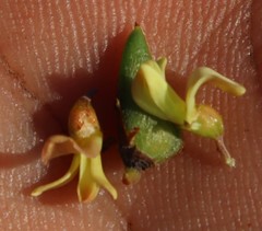 Aspalathus spinosa flavispina