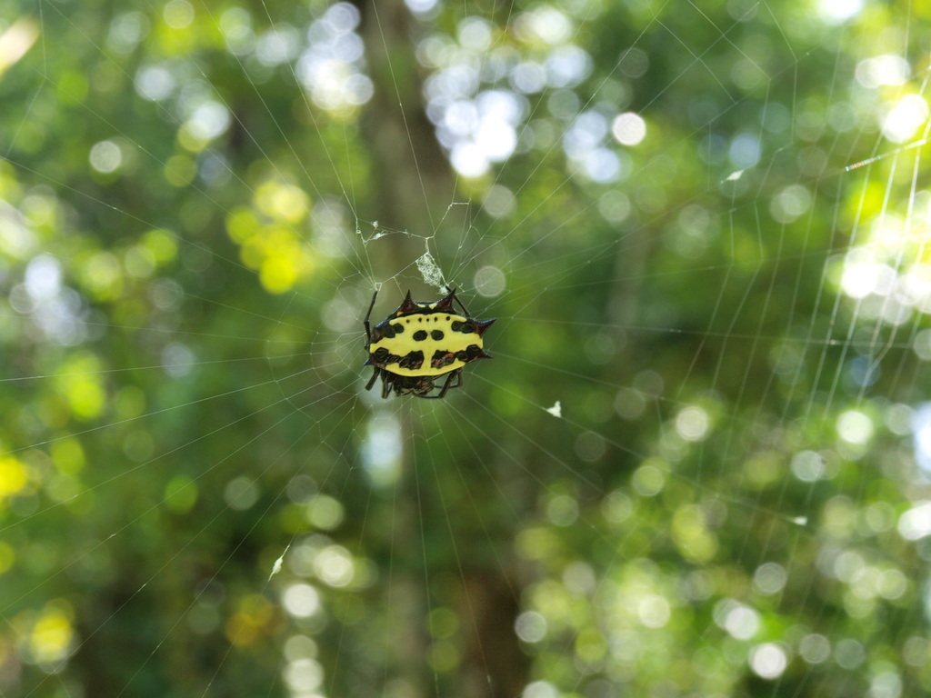 Gasteracantha fasciata