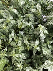 Lamium galeobdolon flavidum