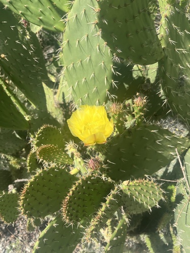 iNaturalist observation photo of Coastal Pricklypear