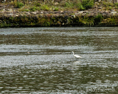 Egretta garzetta