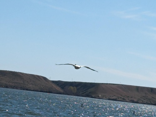 American White Pelican photographed in Idaho
