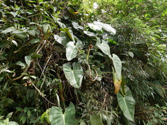 Philodendron longirrhizum