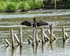 Phalacrocorax carbo