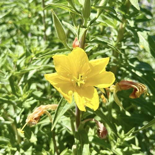 iNaturalist observation photo of tall evening primrose
