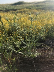 Eryngium vaseyi