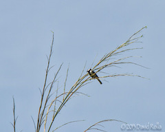 Parus minor