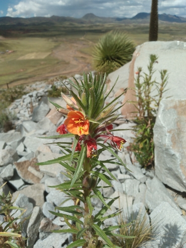 Image of Oenothera versicolor by no rights reserved