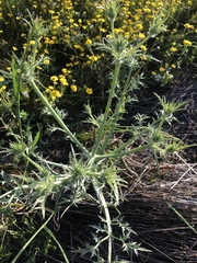 Eryngium vaseyi