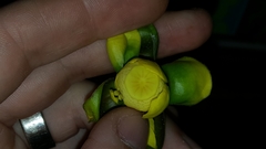 Nuphar ulvacea