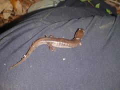 Desmognathus brimleyorum