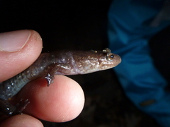 Desmognathus brimleyorum