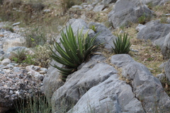 Agave lechuguilla