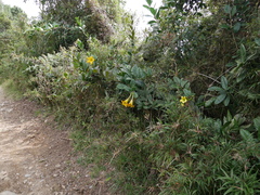Schultesianthus coriaceus