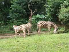 Equus zebra