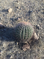 Ferocactus emoryi emoryi