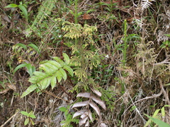 Blechnum cordatum
