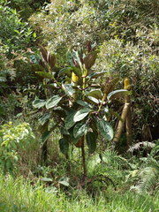 Meriania nobilis