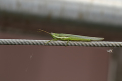 Stenacris vitreipennis