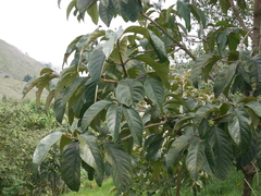 Citharexylum subflavescens