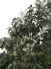 Citharexylum subflavescens