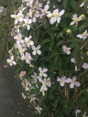 Clematis montana
