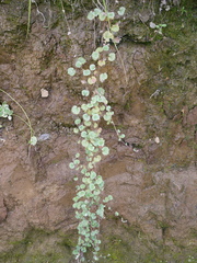 Alchemilla orbiculata