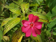 Impatiens hawkeri