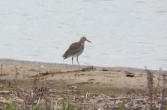 Tringa semipalmata semipalmata